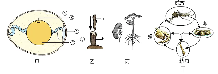 2026年中考生物选择题强化题库100题2-第6张图片-四季读书网 2026年中考生物选择题强化题库100题2-第6张图片-四季读书网
