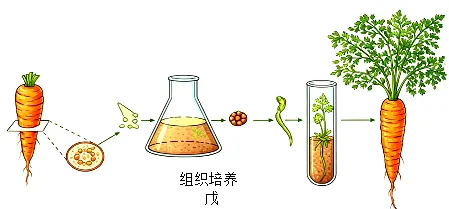 2026年中考生物选择题强化题库100题2-第7张图片-四季读书网 2026年中考生物选择题强化题库100题2-第7张图片-四季读书网