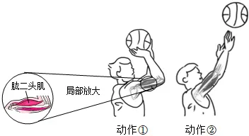 2026年中考生物选择题强化题库100题2-第21张图片-四季读书网 2026年中考生物选择题强化题库100题2-第21张图片-四季读书网
