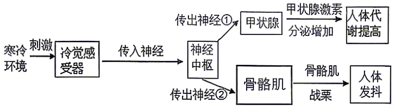 2026年中考生物选择题强化题库100题2-第31张图片-四季读书网 2026年中考生物选择题强化题库100题2-第31张图片-四季读书网