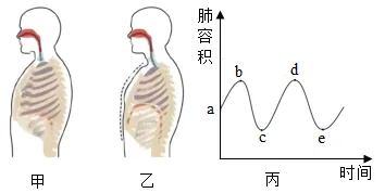 2026年中考生物选择题强化题库100题2-第39张图片-四季读书网 2026年中考生物选择题强化题库100题2-第39张图片-四季读书网