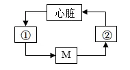 2026年中考生物选择题强化题库100题2-第40张图片-四季读书网 2026年中考生物选择题强化题库100题2-第40张图片-四季读书网