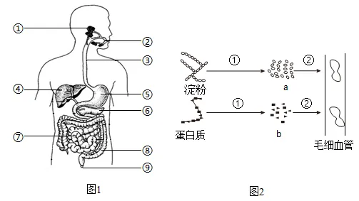 2026年中考生物选择题强化题库100题2-第43张图片-四季读书网 2026年中考生物选择题强化题库100题2-第43张图片-四季读书网