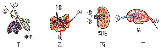 2026年中考生物选择题强化题库100题2-第54张图片-四季读书网 2026年中考生物选择题强化题库100题2-第54张图片-四季读书网