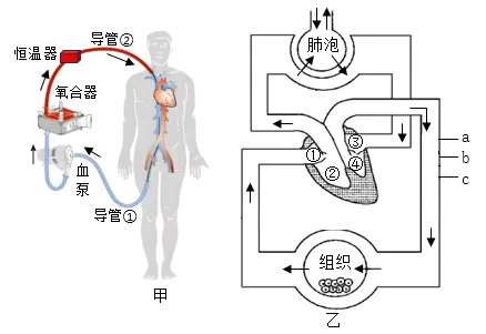 2026年中考生物选择题强化题库100题2-第57张图片-四季读书网 2026年中考生物选择题强化题库100题2-第57张图片-四季读书网