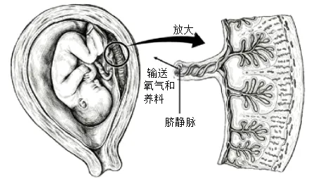 2026年中考生物选择题强化题库100题2-第64张图片-四季读书网 2026年中考生物选择题强化题库100题2-第64张图片-四季读书网