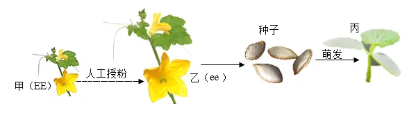 2026年中考生物选择题强化题库100题2-第71张图片-四季读书网 2026年中考生物选择题强化题库100题2-第71张图片-四季读书网