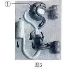 2026年生物中考真题演练3:(2025广西省)-第3张图片-四季读书网