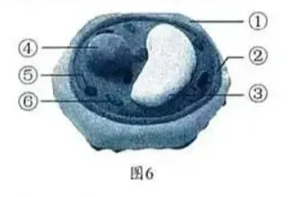 2026年生物中考真题演练3:(2025广西省)-第7张图片-四季读书网