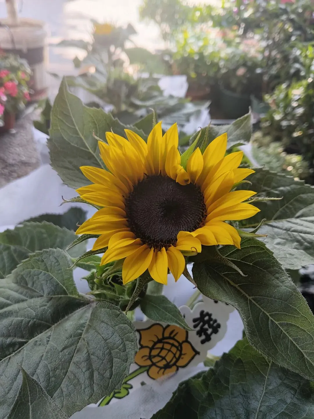 中考高考必备!一盆向日葵,轻松养到一举夺魁!超好活-第2张图片-四季读书网
