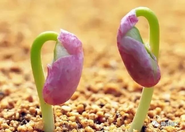 中考满分作文:做一粒____的种子(范文9篇)-第3张图片-四季读书网 中考满分作文:做一粒____的种子(范文9篇)-第3张图片-四季读书网