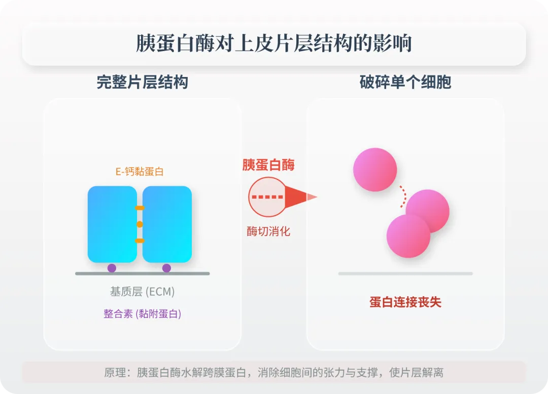 【高考真题研究04】【细胞片层】不用胰蛋白酶,如何“无损”剥离?-第3张图片-四季读书网
