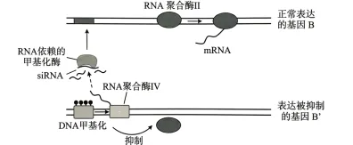 试题精选║北京市西城区2026年高三模拟测试试卷生物试题-第1张图片-四季读书网 试题精选║北京市西城区2026年高三模拟测试试卷生物试题-第1张图片-四季读书网