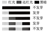 试题精选║北京市西城区2026年高三模拟测试试卷生物试题-第3张图片-四季读书网 试题精选║北京市西城区2026年高三模拟测试试卷生物试题-第3张图片-四季读书网