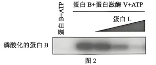 试题精选║北京市西城区2026年高三模拟测试试卷生物试题-第7张图片-四季读书网 试题精选║北京市西城区2026年高三模拟测试试卷生物试题-第7张图片-四季读书网