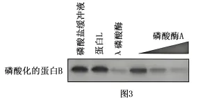 试题精选║北京市西城区2026年高三模拟测试试卷生物试题-第8张图片-四季读书网 试题精选║北京市西城区2026年高三模拟测试试卷生物试题-第8张图片-四季读书网