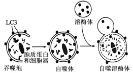 试题精选║北京市西城区2026年高三模拟测试试卷生物试题-第9张图片-四季读书网 试题精选║北京市西城区2026年高三模拟测试试卷生物试题-第9张图片-四季读书网