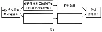 试题精选║北京市西城区2026年高三模拟测试试卷生物试题-第14张图片-四季读书网 试题精选║北京市西城区2026年高三模拟测试试卷生物试题-第14张图片-四季读书网
