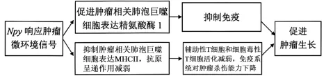 试题精选║北京市西城区2026年高三模拟测试试卷生物试题答案及解析-第2张图片-四季读书网 试题精选║北京市西城区2026年高三模拟测试试卷生物试题答案及解析-第2张图片-四季读书网