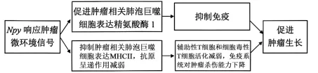 试题精选║北京市西城区2026年高三模拟测试试卷生物试题答案及解析-第4张图片-四季读书网 试题精选║北京市西城区2026年高三模拟测试试卷生物试题答案及解析-第4张图片-四季读书网