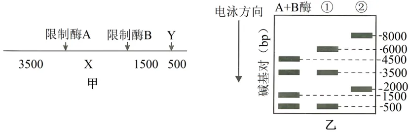 高二下期末-生物-基因工程真题汇编试卷考答案解析考点题型-第1张图片-四季读书网