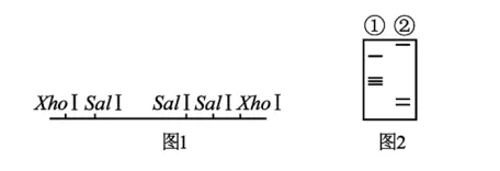 高二下期末-生物-基因工程真题汇编试卷考答案解析考点题型-第5张图片-四季读书网