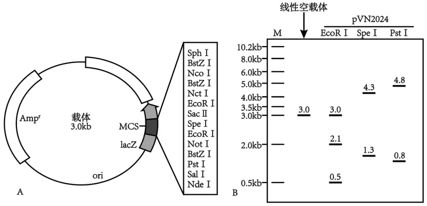 高二下期末-生物-基因工程真题汇编试卷考答案解析考点题型-第9张图片-四季读书网