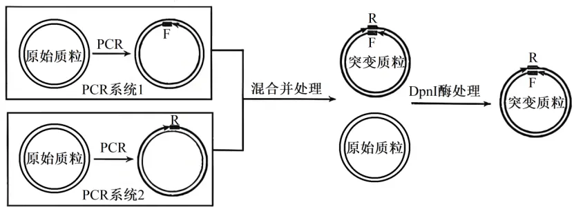 高二下期末-生物-基因工程真题汇编试卷考答案解析考点题型-第10张图片-四季读书网