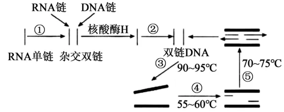 高二下期末-生物-基因工程真题汇编试卷考答案解析考点题型-第11张图片-四季读书网