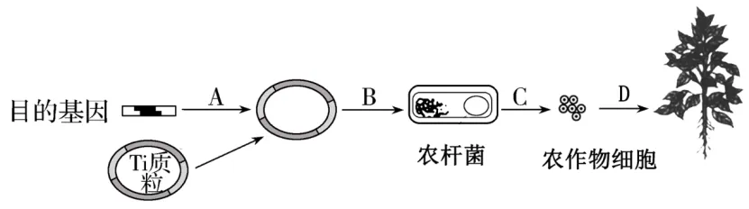 高二下期末-生物-基因工程真题汇编试卷考答案解析考点题型-第12张图片-四季读书网