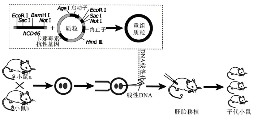 高二下期末-生物-基因工程真题汇编试卷考答案解析考点题型-第16张图片-四季读书网
