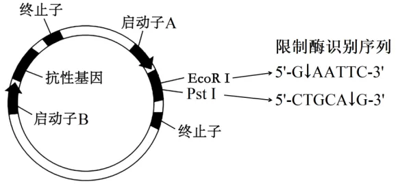 高二下期末-生物-基因工程真题汇编试卷考答案解析考点题型-第18张图片-四季读书网
