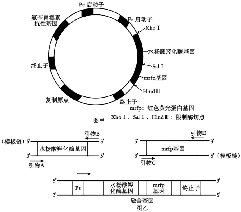 高二下期末-生物-基因工程真题汇编试卷考答案解析考点题型-第20张图片-四季读书网