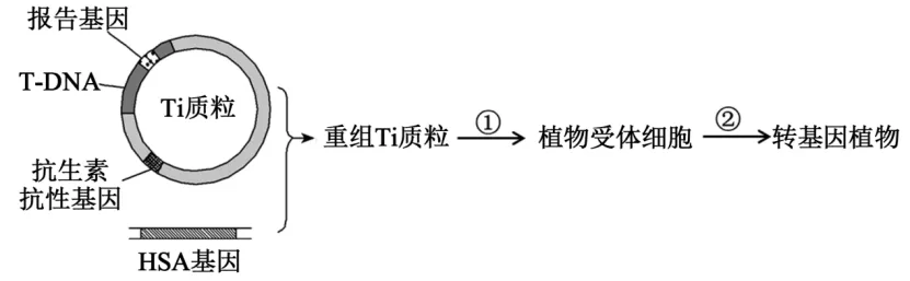 高二下期末-生物-基因工程真题汇编试卷考答案解析考点题型-第21张图片-四季读书网