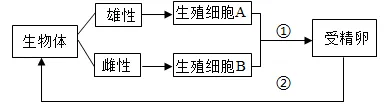 中考考前必看-----《遗传与进化》必坑指南-第1张图片-四季读书网 中考考前必看-----《遗传与进化》必坑指南-第1张图片-四季读书网