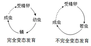 中考考前必看-----《遗传与进化》必坑指南-第2张图片-四季读书网 中考考前必看-----《遗传与进化》必坑指南-第2张图片-四季读书网