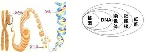 中考考前必看-----《遗传与进化》必坑指南-第3张图片-四季读书网 中考考前必看-----《遗传与进化》必坑指南-第3张图片-四季读书网