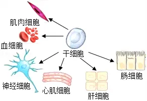 2026年中考生物押题卷-第1张图片-四季读书网