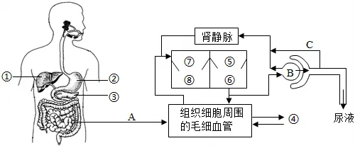 2026年中考生物押题卷-第12张图片-四季读书网