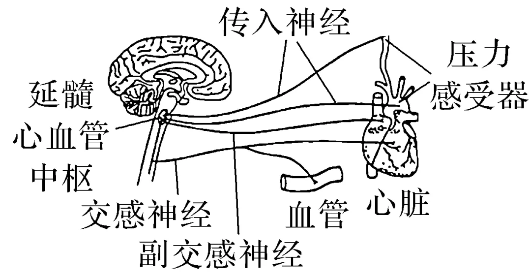 动物生理学专题感悟真题·长句表述(答案在后面)-第1张图片-四季读书网