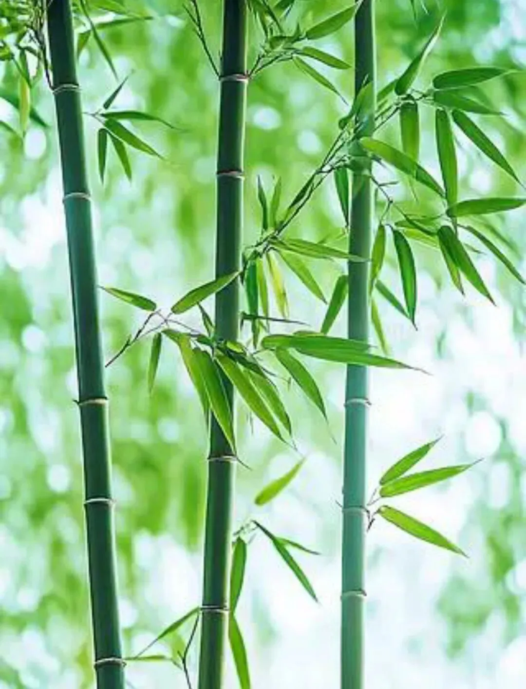 中考完形填空万能4步法(简约版,学生直接套用,稳提分)(附完形填空资料下载)-第5张图片-四季读书网