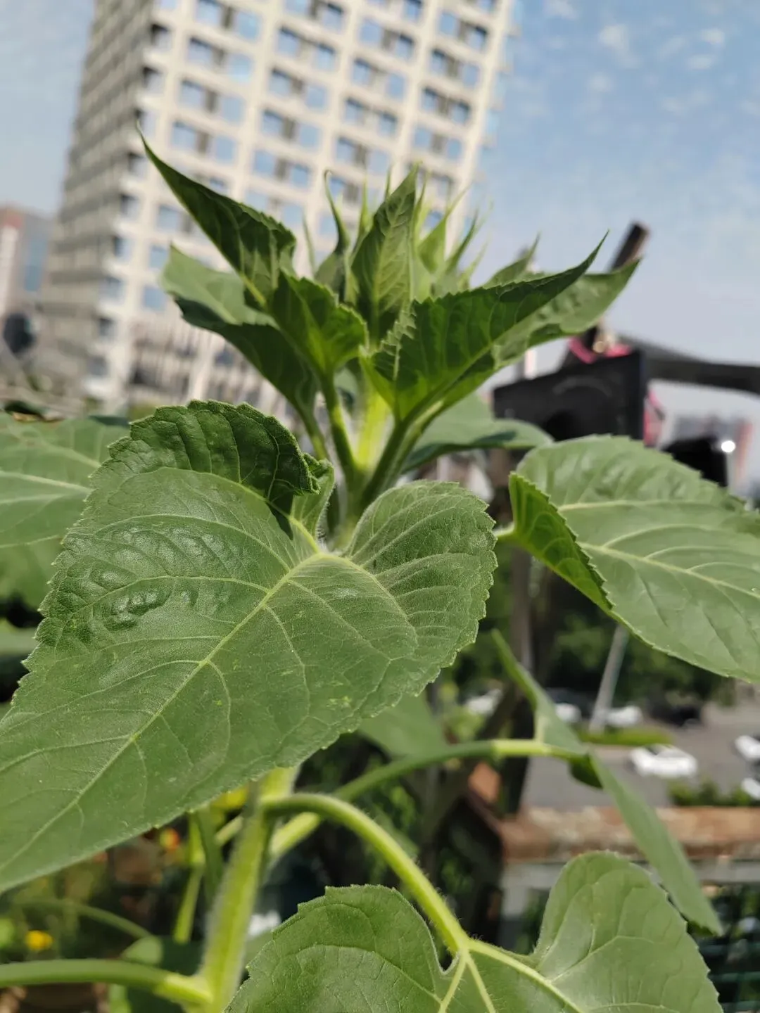陪伴中考:冲一保二的赌注,还有鸡头凤尾的思考-第1张图片-四季读书网