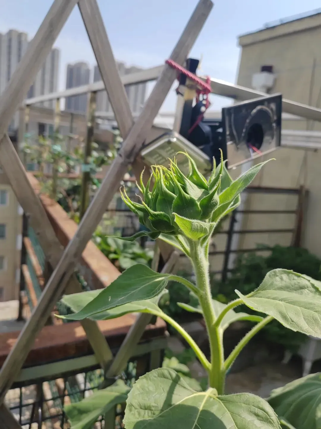 陪伴中考:冲一保二的赌注,还有鸡头凤尾的思考-第2张图片-四季读书网