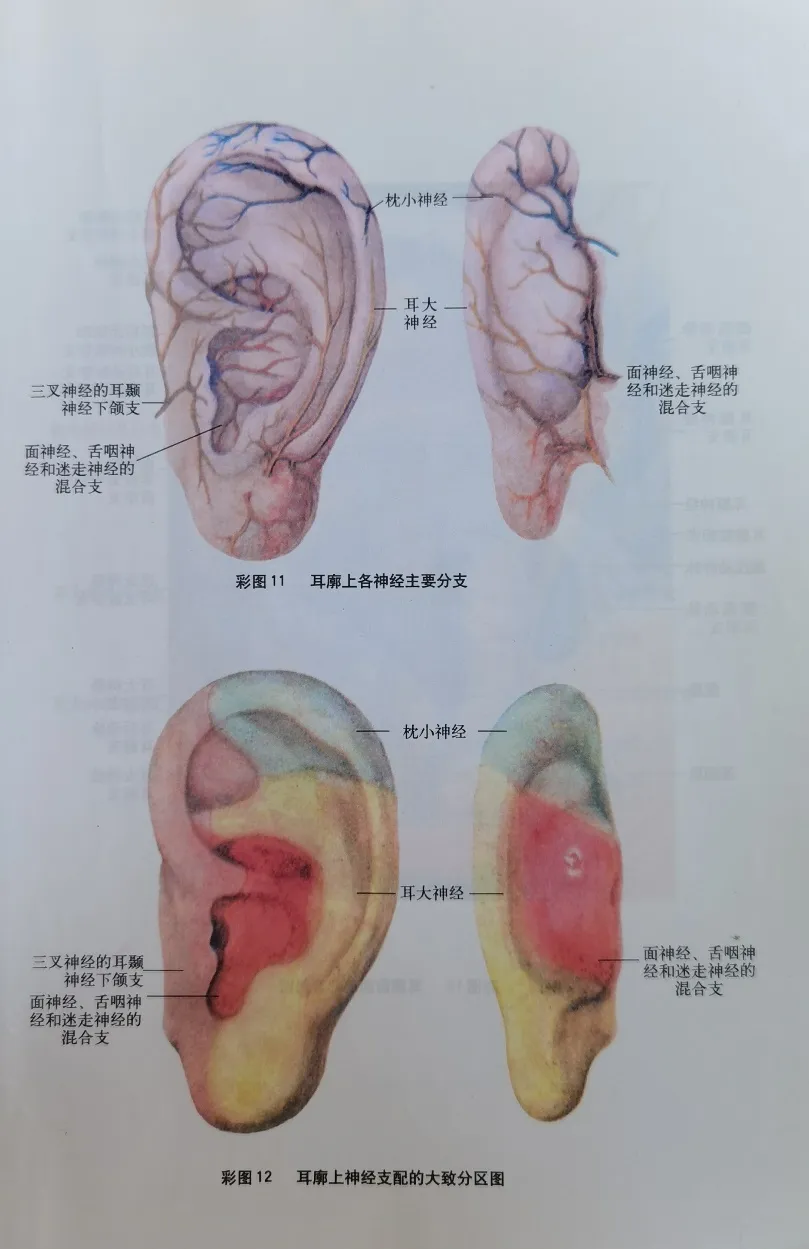 耳穴疗法 | 中考和高考前,会耳穴的你可以为考生做点什么?-第25张图片-四季读书网