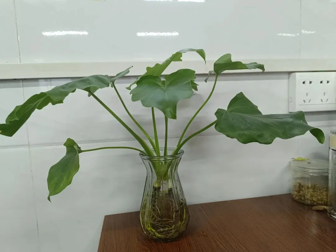 早起的十分钟,藏着中考孩子最温柔的奔赴-第2张图片-四季读书网 早起的十分钟,藏着中考孩子最温柔的奔赴-第2张图片-四季读书网