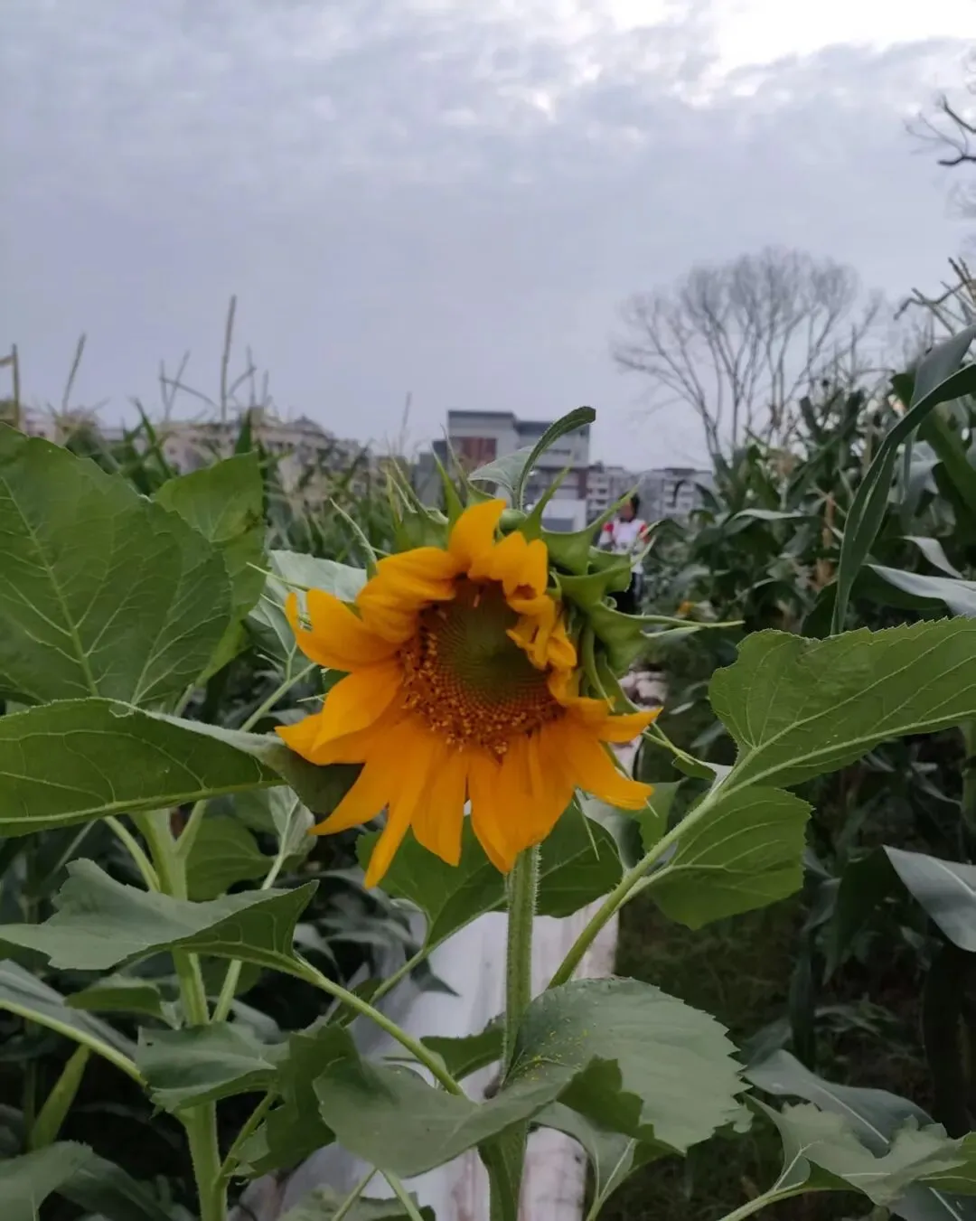 中考倒计时13天|今天收获好结果值得纪念,静心等待中考喜讯-第1张图片-四季读书网