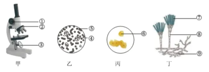 2026年生物中考真题演练4:(2025年吉林)-第8张图片-四季读书网 2026年生物中考真题演练4:(2025年吉林)-第8张图片-四季读书网