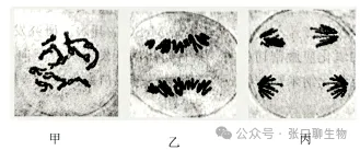 江苏省南京市2026届高三年级第二次模拟考试生物学答案及解析 ⊙-第3张图片-四季读书网