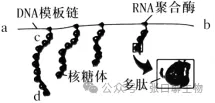 江苏省南京市2026届高三年级第二次模拟考试生物学答案及解析 ⊙-第4张图片-四季读书网