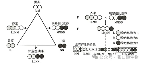 江苏省南京市2026届高三年级第二次模拟考试生物学答案及解析 ⊙-第5张图片-四季读书网